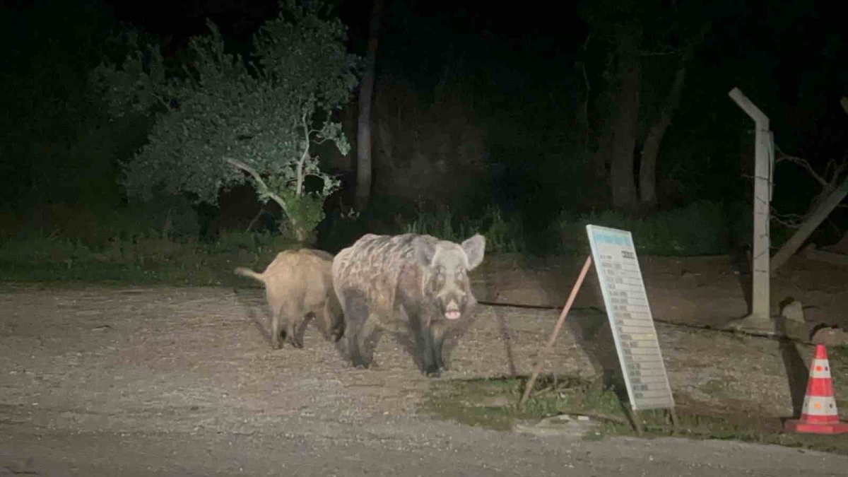 Marmaris’te domuzlar şehre indi