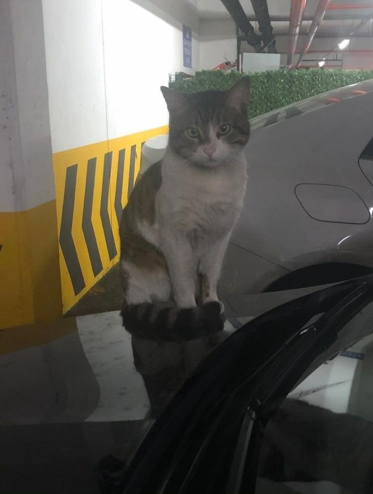 Kedi Eros’u tekmeleyerek öldüren sanık hakkındaki karara başsavcılık itiraz etti