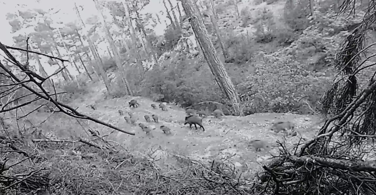 Birçok yaban hayvanı fotokapana takıldı