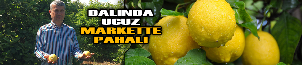 Limonda hasat sonu, üreticide ucuz, markette pahalı