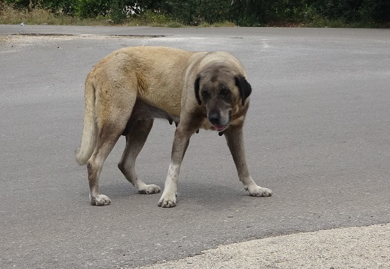 Sokak Köpeği Yaşlı Kadını Yaraladı