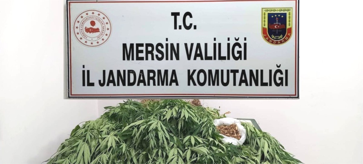 MERSİN'DE 341 KÖK KENEVİR ELE GEÇİRİLDİ