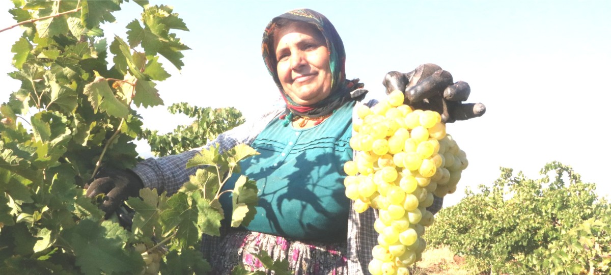ÜZÜMÜN TARLA FİYATI: 12 TL