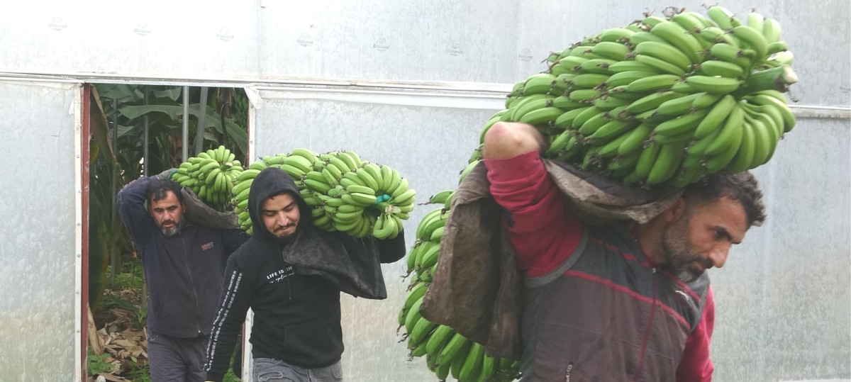 MUZDA HASAT SEZONU BAŞLADI