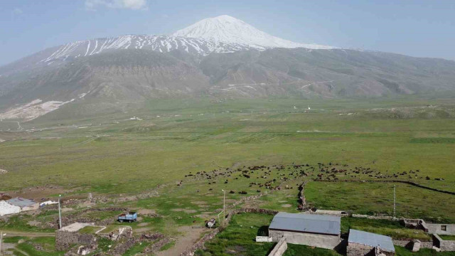 Ağrı Dağı eteklerinde beslenen küçükbaş hayvan sürüleri havadan görüntülendi