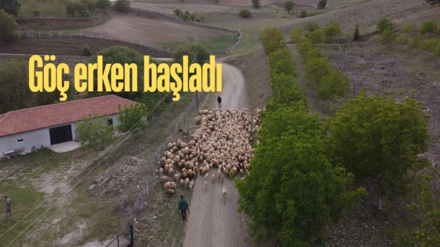 Koyun sürülerinin yayla göçü erken başladı