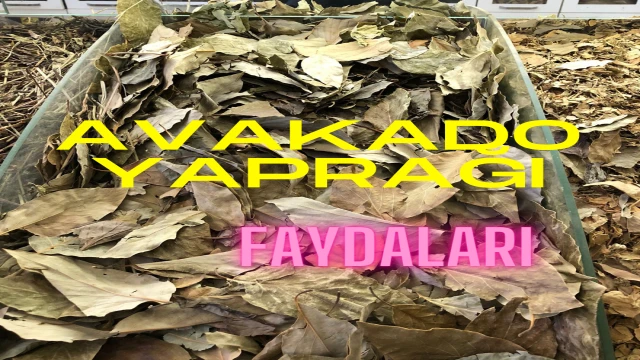 Avokado Yaprağının Keşfedilmeye Değer Özellikleri ve Tüketim Önerileri