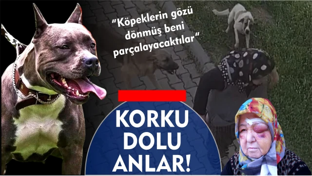 BAŞIBOŞ KÖPEK DEHŞETİ: TANINMAZ HALE GELDİ  