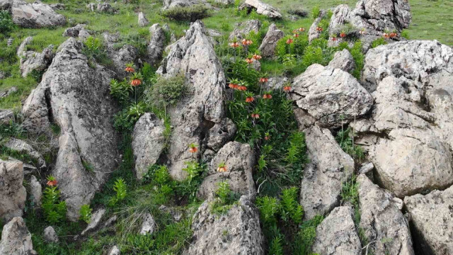 Bitlis’in huzur veren tepesinde ters lale güzelliği