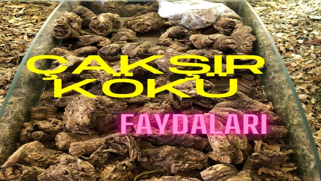 Çakşır Kökü: Geleneksel Bir İlaç ve Kültürel Sembol