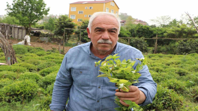 Çayın düşmanı: ‘Telgraf otu’