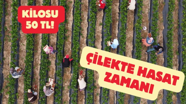 Çilekte hasat zamanı!