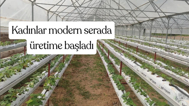 Devlet desteği ile kuruldu: Kadınlar modern serada üretime başladı