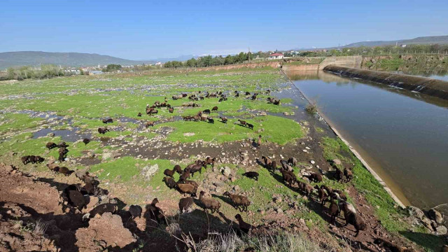 Elazığ’a bahar geldi, koyun sürüleri otlağa indi