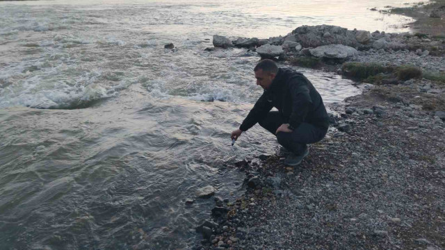 Fizyolojik uyum süreçlerini tamamlayan Van Gölü’nün incilerinin zorlu yolculuğu başladı