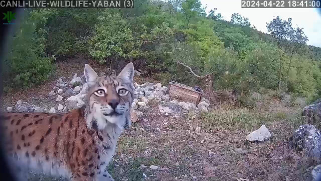 Gecenin hayaleti gündüz görüntülendi