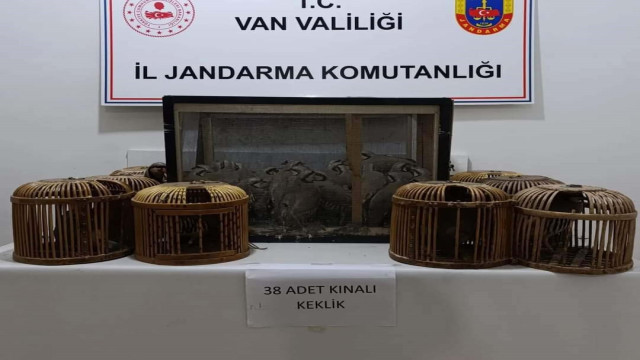 Kafes avcıları jandarmaya takıldı