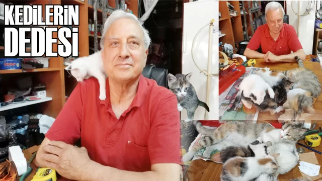 KEDİLERE ŞEFKATLE BAKIYOR