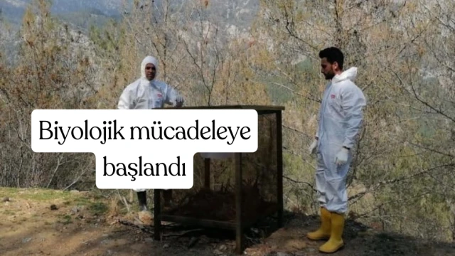 Mersin'de çamkese böceğine karşı biyolojik mücadeleye başlandı