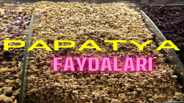 Papatya Çayı: Sağlığa ve Huzura Giden Yolun Sırrı