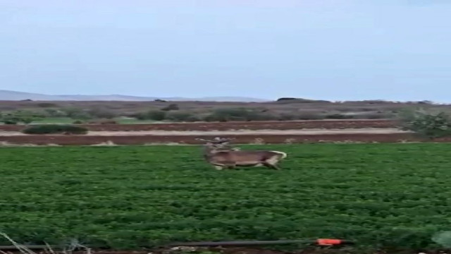 Salda Gölü kenarına bırakılan kızıl geyik yonca ve pancar tarlasında görüntülendi