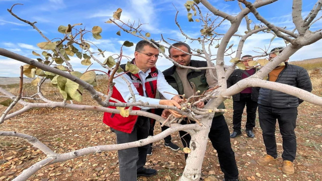 Şanlıurfa’da “yeşil altın” için ilaçlama uyarısı