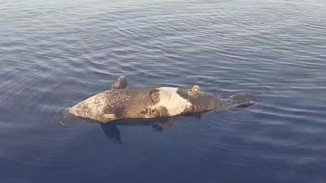 Silifke’de Akdeniz foku ölü bulundu