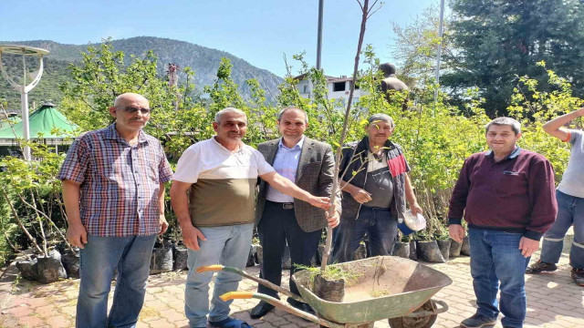 Trabzon hurma fidanı dağıtıldı