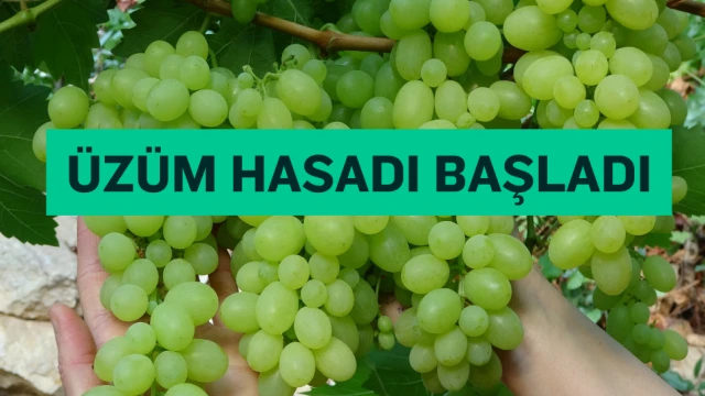 Turfanda üzüm hasadı başladı