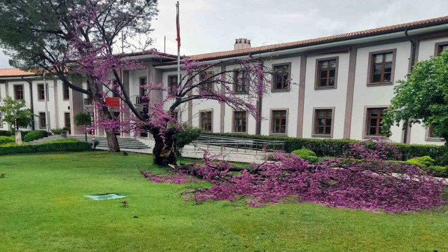 Valilik bahçesindeki Erguvan da fırtınaya yenik düştü