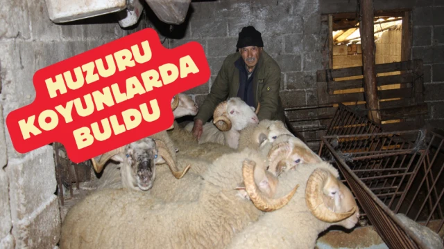 Yıllarca Türkiye'nin her yerini dolaşan kamyon şoförü huzuru koyunlarda buldu