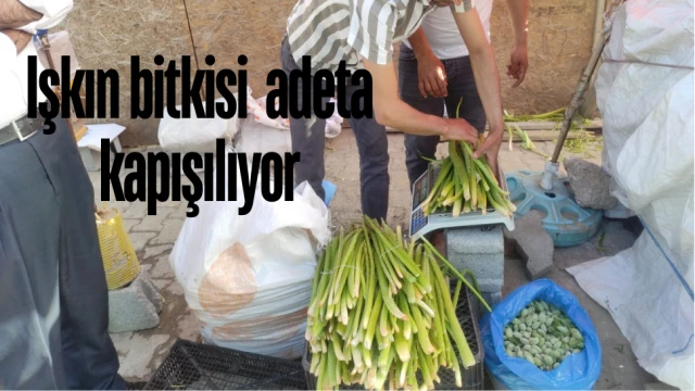 Işkın bitkisi hastalıklara iyi geldiği gerekçesiyle kapışılıyor