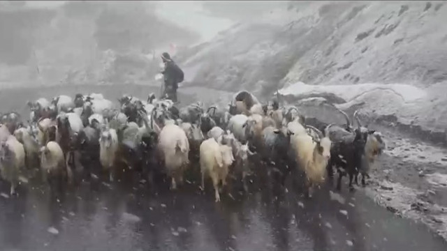 Hakkari’de kara yakalanan kuzuların imdadına okul müdürleri yetişti