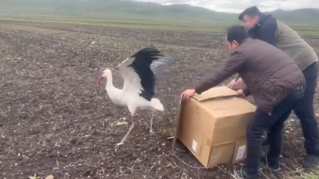 Kars’ta tedavisi tamamlanan leylek doğal ortamına bırakıldı