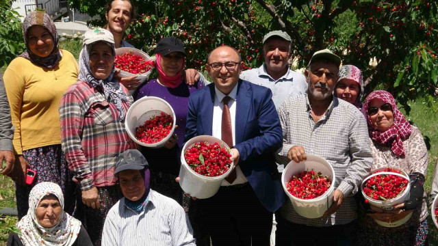 Mersin’de turfanda kiraz hasadı başladı