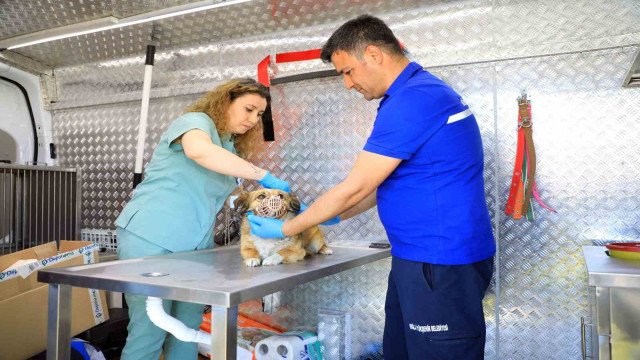 Muğla’daki can dostlar için ‘Acil Müdahale’ aracı