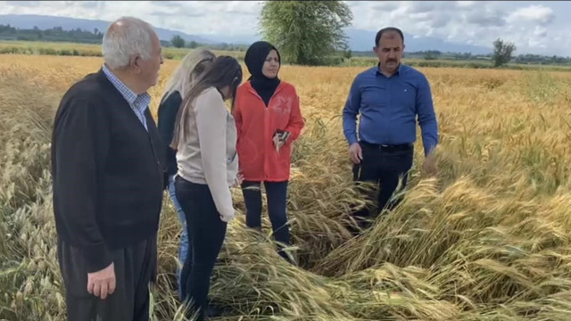 Osmaniye’de sağanak tarım arazilerine zarar verdi