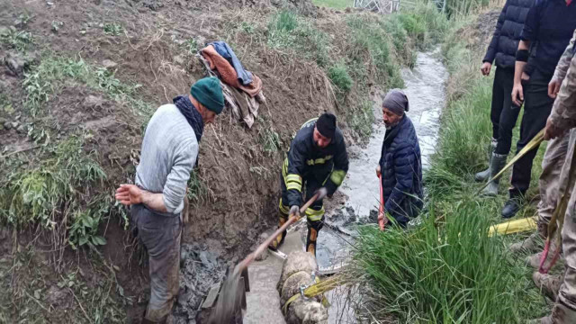 Sulama kanalına düşen koyunu itfaiye kurtardı