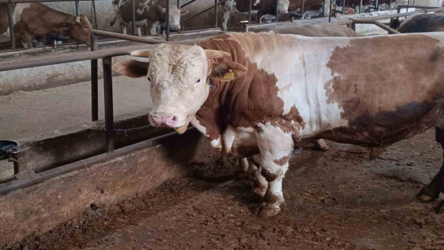 Bu kurbanlığın benzeri çok az, bin 850 kiloluk ‘Paşa’ yeni sahibini bekliyor
