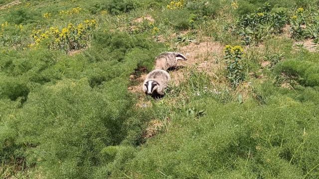 Hakkari’de nesli tükenmekte olan porsuk görüntülendi