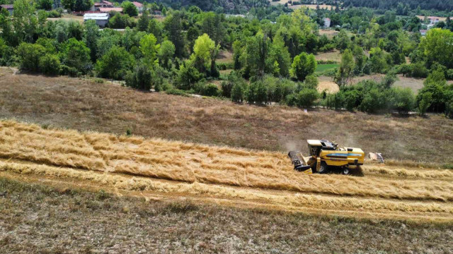 Buğdayın atası ’siyez’de hasat dönemi başladı