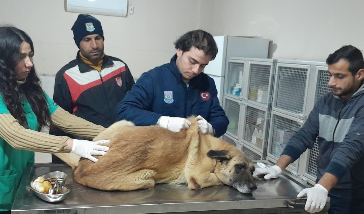 Kamyonetin çarptığı köpek yaralı kurtuldu: O anlar kamerada