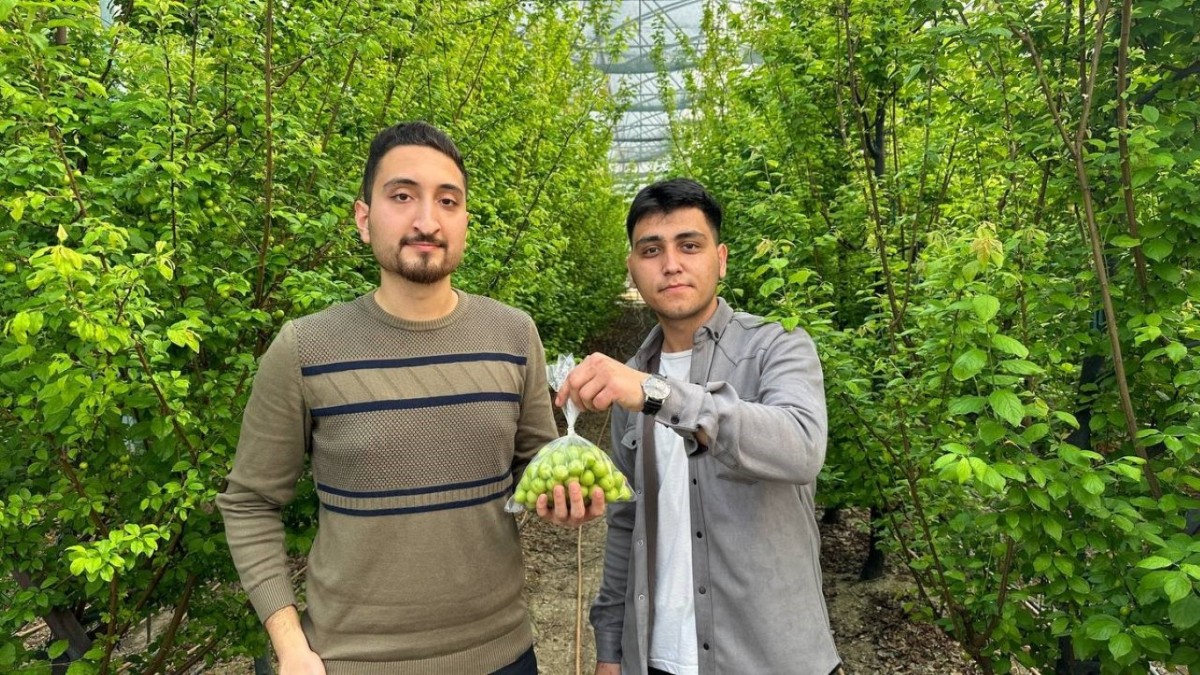 Fiyatı altınla yarışıyor