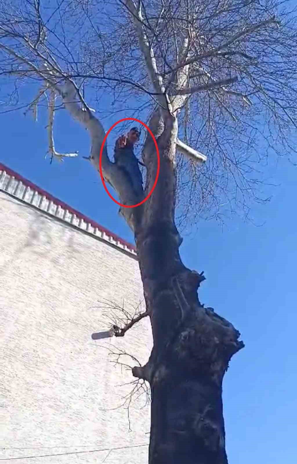 Maymun değil hırsız