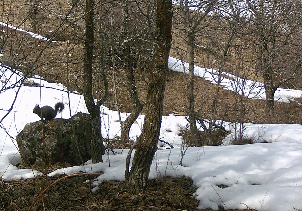 Yaban hayatı fotokapanlara yansıdı