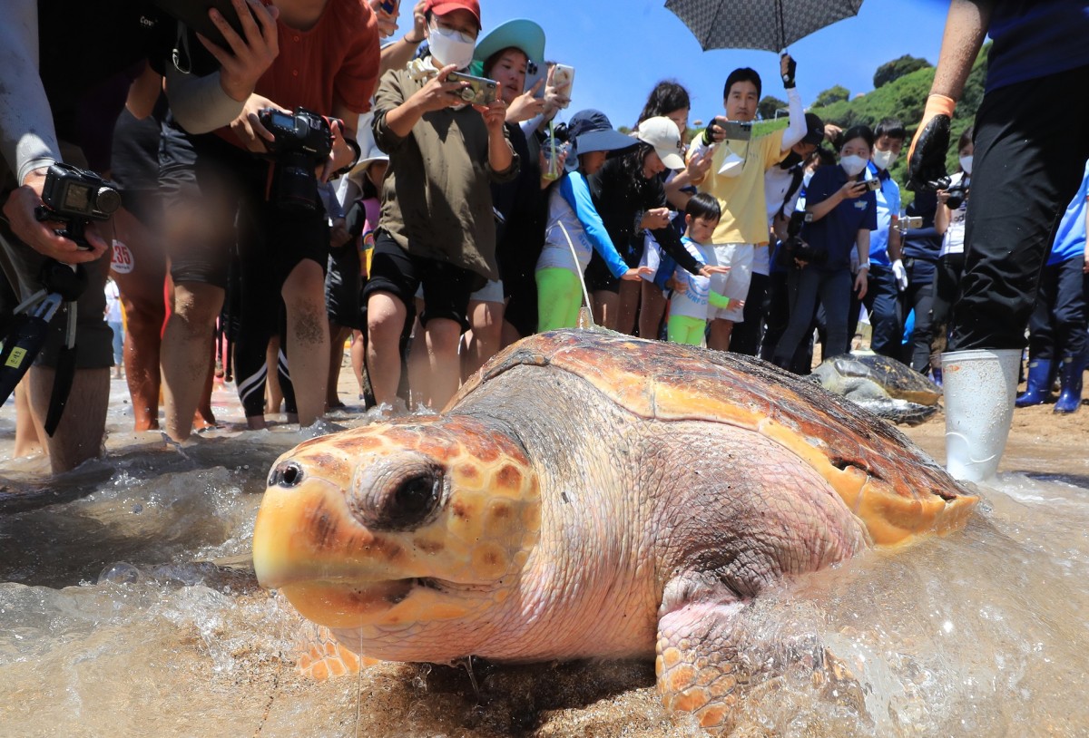 Zanzibar’da deniz kaplumbağası yiyen 9 kişi hayatını kaybetti