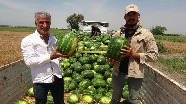 Mersin'de karpuz hasadı başladı