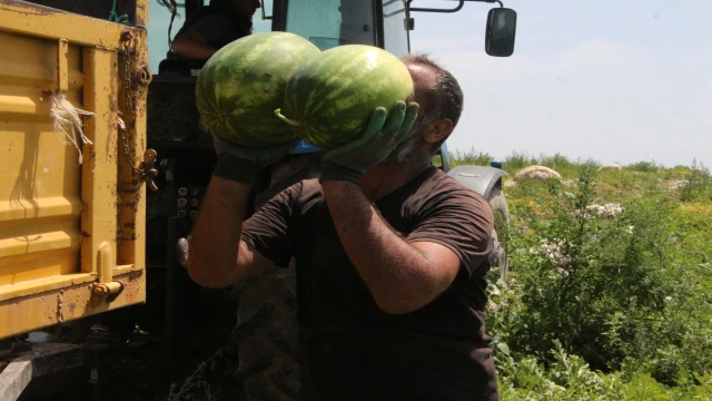 Adana'da karpuzun tarlada kilosu 13 TL'den 5 TL'ye düştü