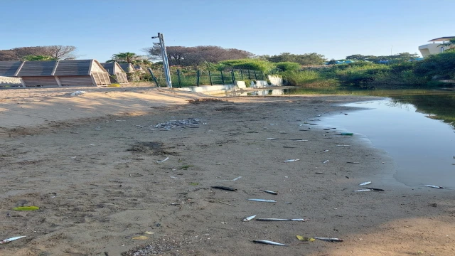 Antalya'da denize dökülen kanalda balık ölümlerine inceleme
