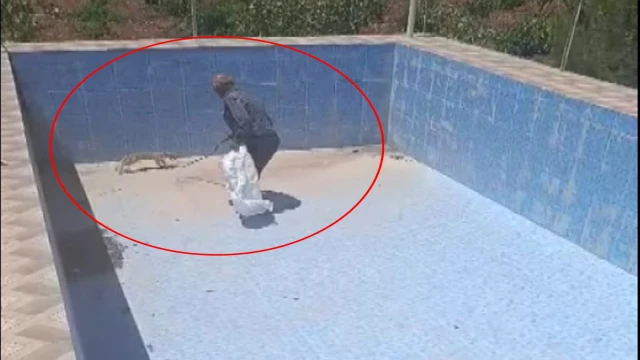 Boş havuza düşen yavru tilkiyi kurtardı; o anlar kamerada